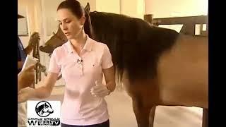 The how and why (Extracting horses sperm)