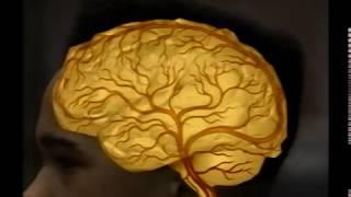 Cocaine and the Brain, The Holman Archives Video, Radiology Department