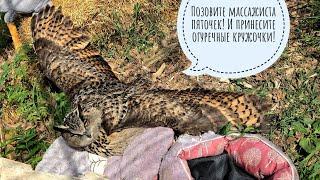 Совам тоже нравится загорать на солнце! Филин Ёль греется, пока не свои котики в цветочках нычутся