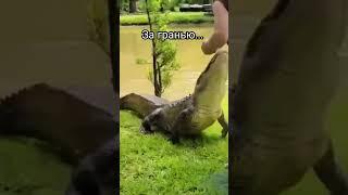 БЕЗУМСТВУ ХРАБРЫХ ПОЁМ МЫ СООТВЕТСТВУЮЩУЮ ПЕСНЮ #shorts