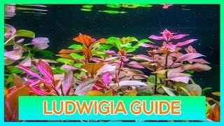 LUDWIGIA REPENS, OVALIS, SP RED - EASY STEM AQUARIUM PLANT GUIDE