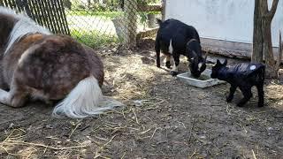 My baby goat Lilly has zoomies