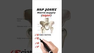 Nerve supply of Hip joint