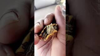 Yellow Belly Pet Turtle Mr. Nego! #louisiana #pets #turtle
