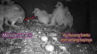 The little baby tries to fight off the mother owl's brutal attack