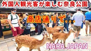 観光商店で鹿せんべいをおねだりする奈良の鹿 【外国人観光客の反応】| nara japan deer