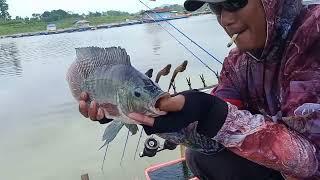 ANDA PASTI INGIN ..strike ikan ikan besar