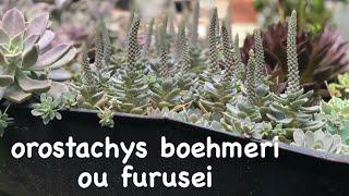 OROSTACHYS boehmeri ou furusei