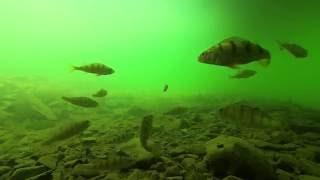 Underwater agressive perch attack - ataki okoni pod wodą [HD]