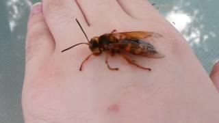 Cicada Killer Wasp