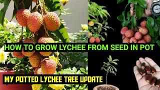 How to grow Lychee Plant. Grafting, Air layering in Lychee Plant ~ Gamle me leechi Ugaiye