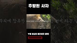무리에서 추방된 사자, 99%가 모르는 그들의 숨겨진 삶