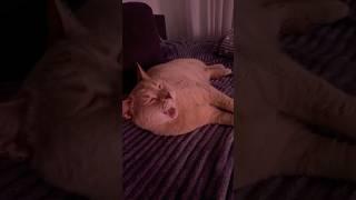 Мужчины выносливее #цитаты #джейсон #ирония #cat #ожизни #юмор #смехпродлеваетжизнь