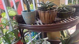 My veranda/ balcony garden overview|Best plants for balcony or veranda space|Easy to care plants 🪴