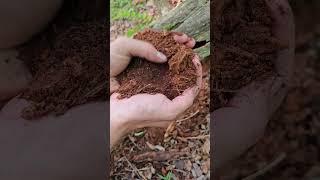 Making a fire log with natural materials 