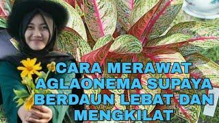 Cara merawat aglaonema supaya berdaun Lebat dan mengkilat