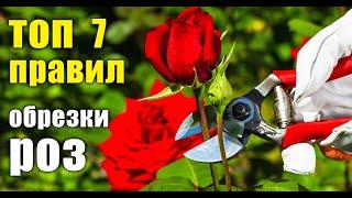 Как правильно обрезать розы, краткая ИНСТРУКЦИЯ. Чайно-гибридные, бордюрные и розы флорибунда.