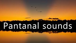 Dusk falling in the Pantanal - Nature sounds