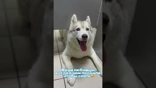 с любовью к питомцам  #ветеринарныйврач #животные #милота #собака #питомцы #юмор #забота #забота