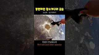 동면하던 황소개구리 급습