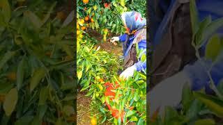 Agriculture work in Korea// Korea ma nepali ko Kam #shorts #youtubeshorts #epsnepal #epstopikexam