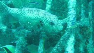 Map Puffer Fish (Arothron Stellatus) - Malaysia