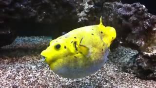 spotted puffer fish