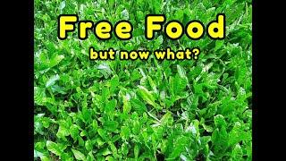 Free Food: Sow Thistle and Dandelions