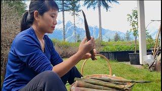 Harvest bamboo shoots, cook a delicious dish from bamboo shoots , red lettuce ,Nhung daily life USA