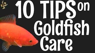 Goldfish Care: 10 Things You Should Know