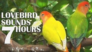 Lovebird's Sounds - Lemon & Melon - Rosy-faced Lovebird