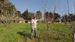 How to Control Fruit Tree Size by Rootstock Selection