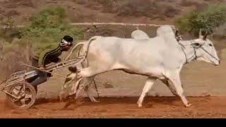 bailgadi race Gwalior sigora ox race on 2/2/2022/.