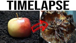 Worms Eating Red Apple Timelapse Video | Worms Vs Food !