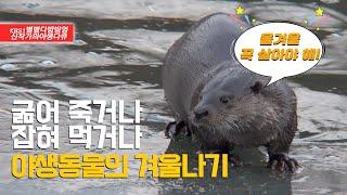 [KBS1 별별다방 신작가의야생다큐] 굶어 죽거나 잡혀 먹거나-야생동물의 겨울나기【4K】