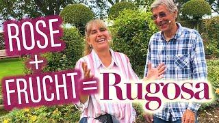 Rugosa Rosen: so verschönern Sie Ihren Herbstgarten ️ + John Scarman's neuer Kräutergarten ️