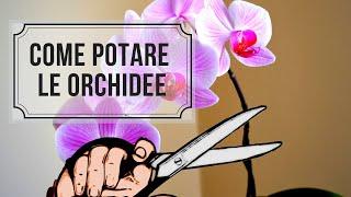 COME POTARE LE ORCHIDEE