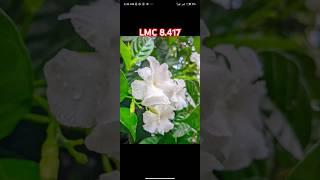 Ful Hd Dslr config file lmc 8.4 config file download #gcam #lmc #top #shorts