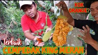 ALASAN BANG PICKO JACK MENANAM CEMPEDAK KING MERAH || JURAGAN 33 #cempedakking