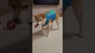 좀비 시바 쿠키 #시바는 옷이 싫다개 #shibainu #shorts