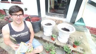 Planting Up Some Simple Porch Pots That Anyone Can Do