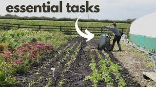 Preparing My Flower Farm For Winter. Overwintering Annuals 