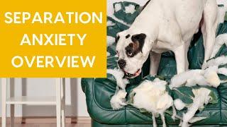 Separation Anxiety Overview with Amber Aquart CPDT-KA