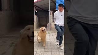 "Танцуют все!" 