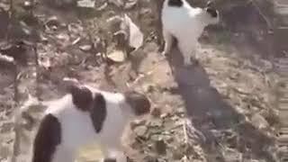 cats attack dogs