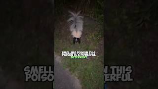 Skunks: The Infamous Creatures Known for Their Noxious Spray | Wildlife Insight