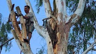 Cưa cây Bạch đàn khổng lồ / Sawing a giant Eucalyptus tree | T615