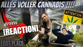 Mega Cannabis-Plantage entdeckt! | REACTION | GreenConnection