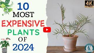 Top 10 Most Expensive Houseplants Of 2024 | Rare HousePlants |  Expensive Plants Around The World.