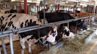 Dairy Barn exhibit at the Canada Agriculture and Food Museum (Ottawa, Canada)